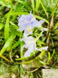 Ham Rong Magic🌄🌳☁️