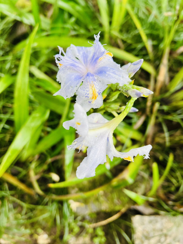 Ham Rong Magic🌄🌳☁️ Ham Rong Magic🌄🌳☁️