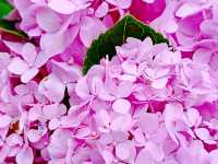 A Cocoa Village Garden Escape