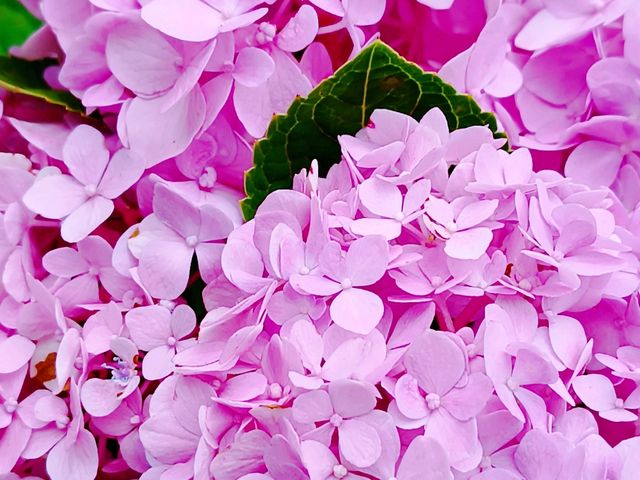 A Cocoa Village Garden Escape