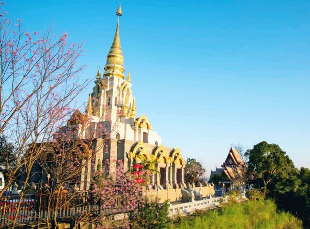 “ดอยแม่สลอง…สัมผัสหมอก อากาศดี และวิวหลักล้าน”🌄