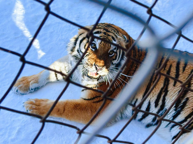 Dreamy Winter Views in Changbai ⛰️♥️