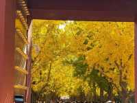 Under the Ginkgos of Di Tan