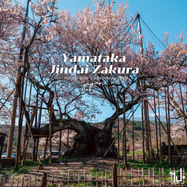 樹齢2000年！日本最古で最大級の桜。 | Trip.com 北杜