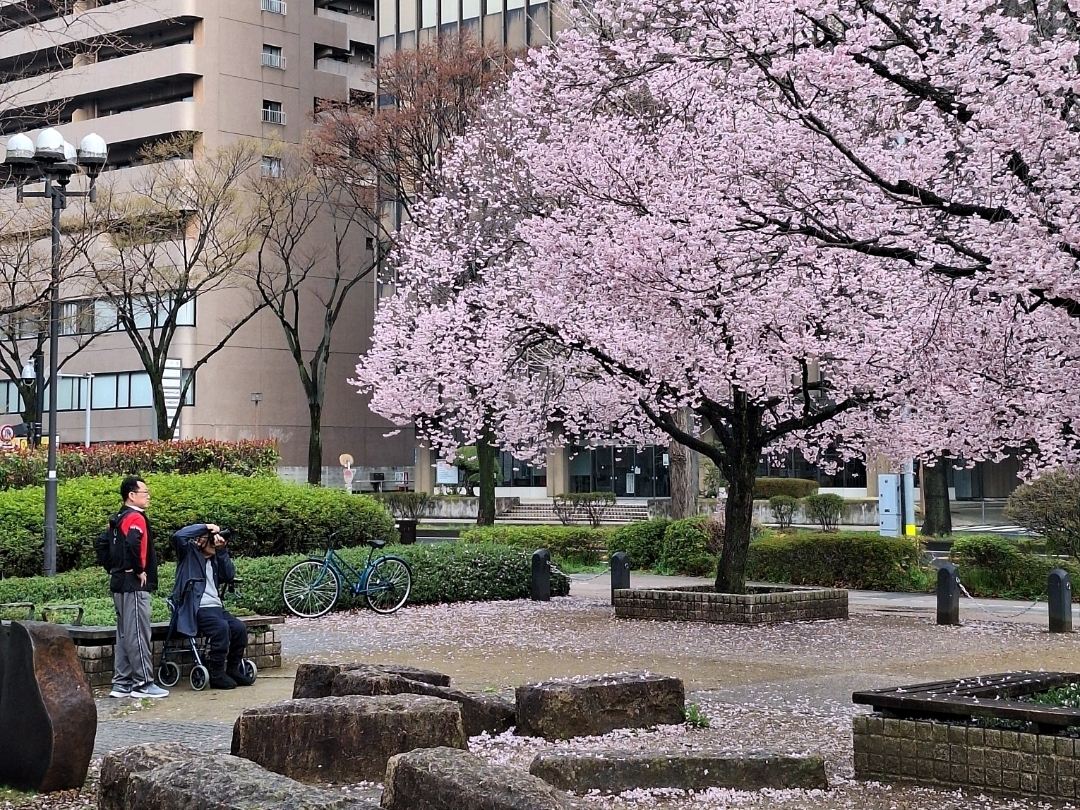 2026年 錦町公園お花見おすすめ| Trip Moments