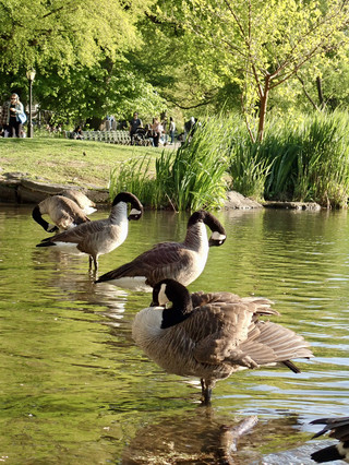 Birdwatching Around the Onassis Reservoir