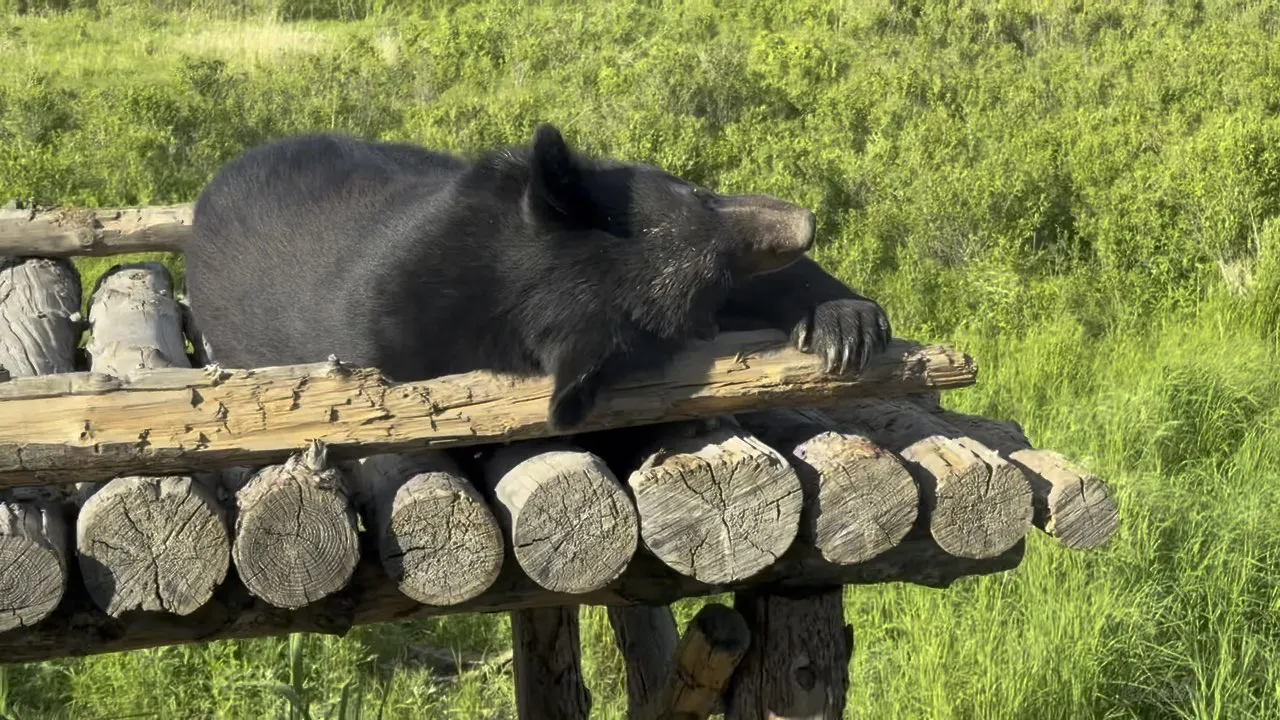 Great Bears of Heixiazi  