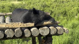 Great Bears of Heixiazi  