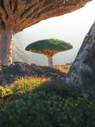 🇾🇪 Socotra — A Landscape From Another Planet 🌌🌿