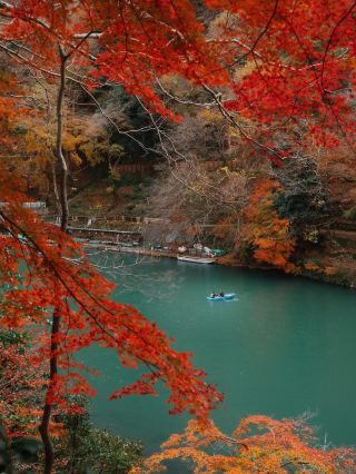 🍁🦌 Kyoto & Nara in Autumn — two different sides of Japan’s red-leaf season
