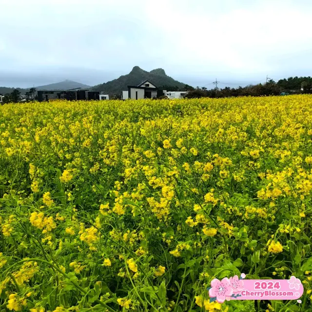 Symphony of Canolas in Sanbangsan🌼