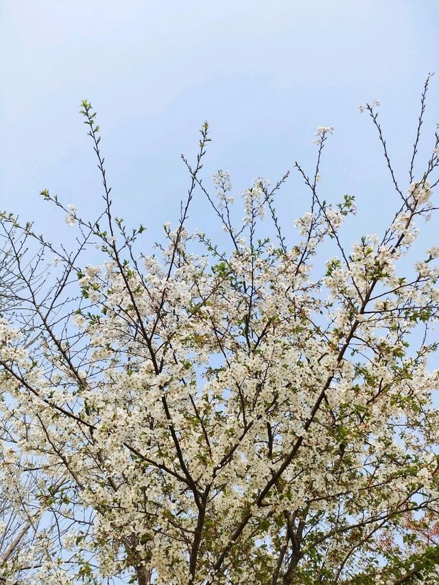 Spring Festive in Baoding City