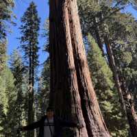 Sequoia national park just before thanksgiving 