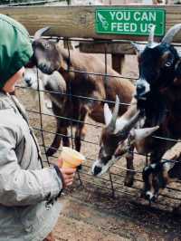 Go feed Hutch the Bear some apples at Garlyns Zoo