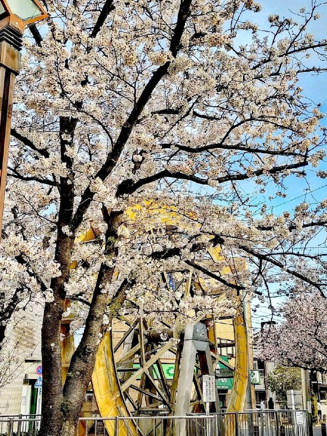 中川公園賞櫻