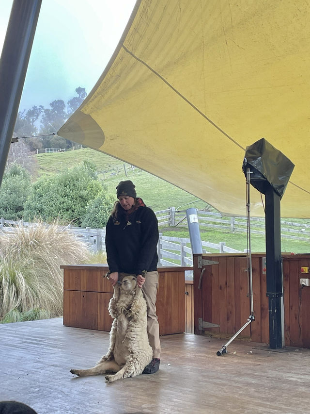 紐西蘭南島🇳🇿Te Anau 小島一日遊體驗