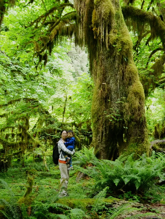 Temperate Rainforests: A Magical Emerald Wonderland 🌲