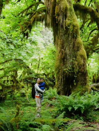 溫帶雨林，帶有魔力的濃綠森林