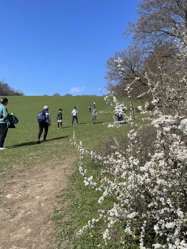 賞花季節 ｜英國藍鈴花