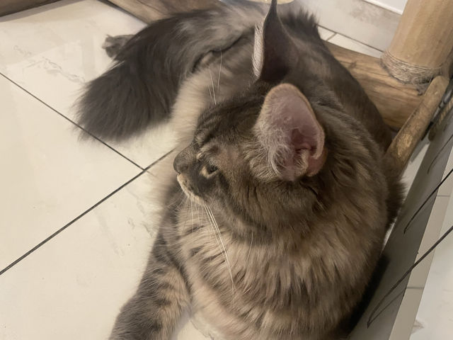 【ハンガリー🇭🇺】中心地に位置する猫カフェ🐈🐾 in Budapest