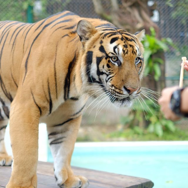 🇹🇭 [清邁］TIGER KINGDOM  ｜與老虎🐯來個親密接觸吧💕