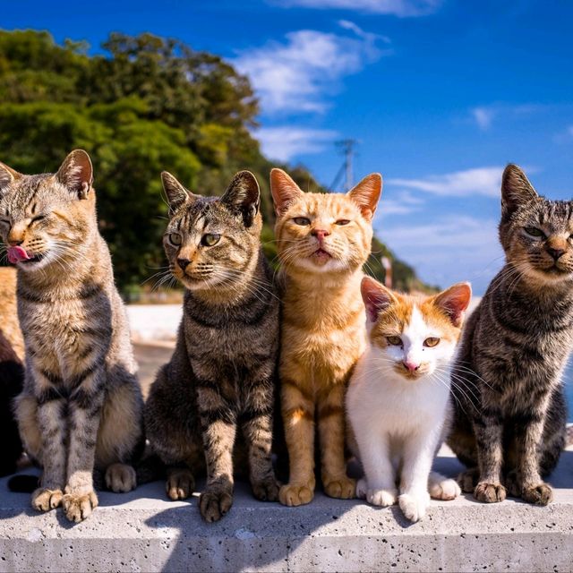 😻 Cat Island Japan ❤️