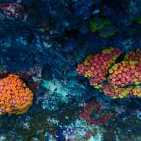 Snorkelingparadise of Raja Ampat