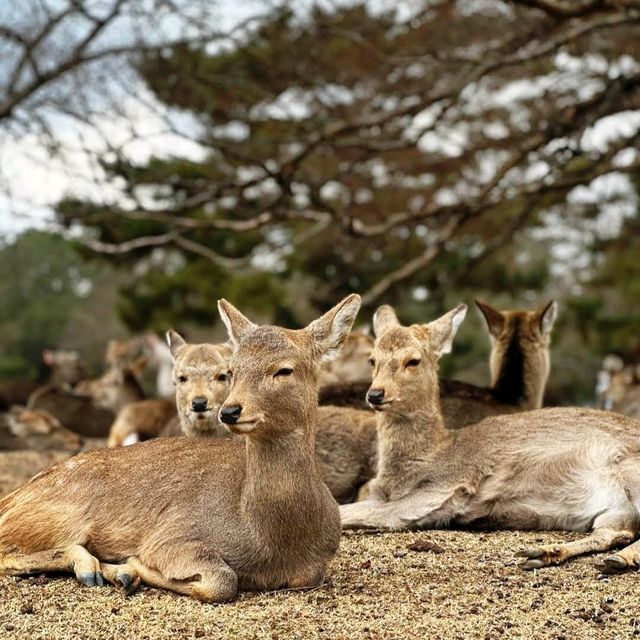 🦌奈良公園🦌親近溫馴的鹿，純鹿的世外桃源🌳