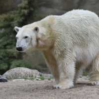 Polar bear at the Polarium 🇩🇪