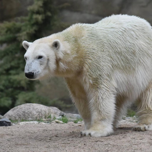 Polar bear at the Polarium 🇩🇪
