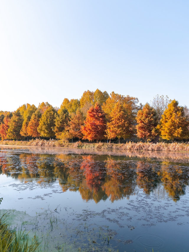 담양 관방제림 🍁