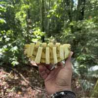A perfect day in North Sumatra Bukit Lawang Jungle with Orangotans