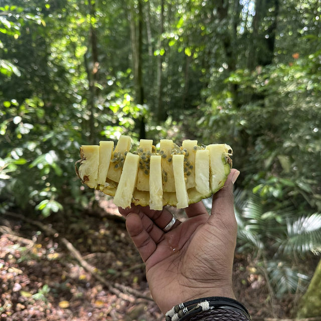 A perfect day in North Sumatra Bukit Lawang Jungle with Orangotans