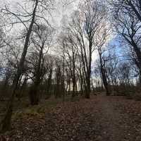 Winter in the woods 