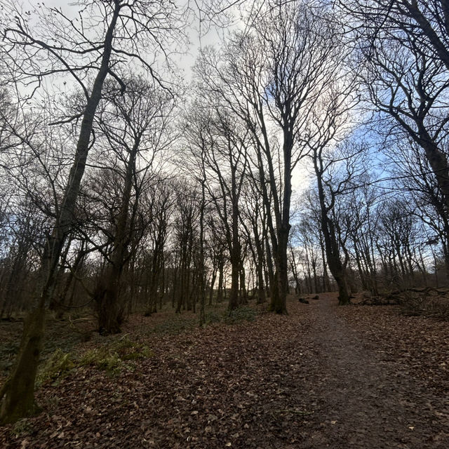 Winter in the woods 
