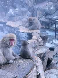 Day Trip from Tokyo to See the Snow Monkeys 🐒