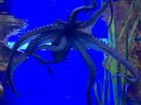 Crazy Creatures of the Aquarium 