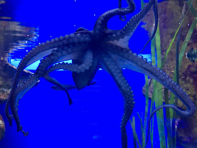 Crazy Creatures of the Aquarium 