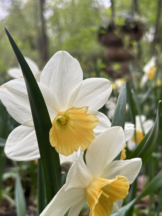A perfect place for spring walks in Moscow