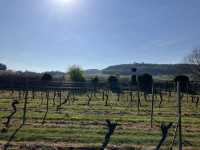 Beautiful Surrey Vines