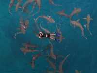Maldives swimming with sharks