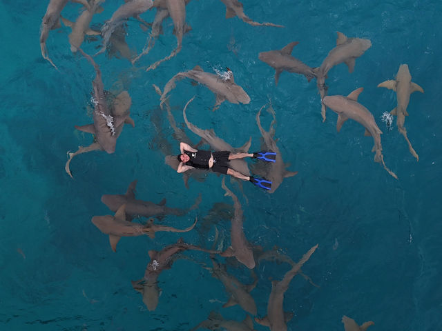 Maldives swimming with sharks