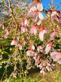 🌸 Cherry Blossom Season at Kew Gardens — A Spring Favourite in London 🌸