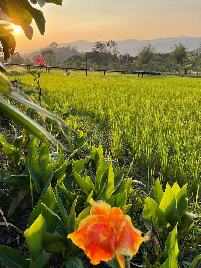 🌿🚂 Phounsouk Garden - สวรรค์ธรรมชาติ 🌿🚂