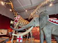 Exeter’s Royal Albert Memorial Museum – A Free Gem to Explore