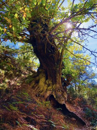 Exploring Las Médulas offers a rare combination of history, nature, and dramatic scenery. ⛰️🍃✨ 