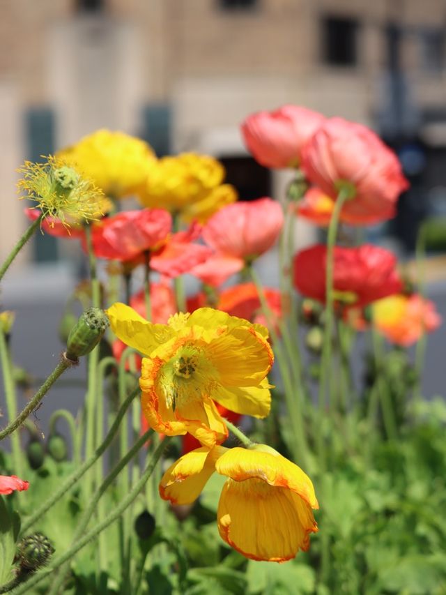 Springtime Nature in Shanghai🇨🇳♥️