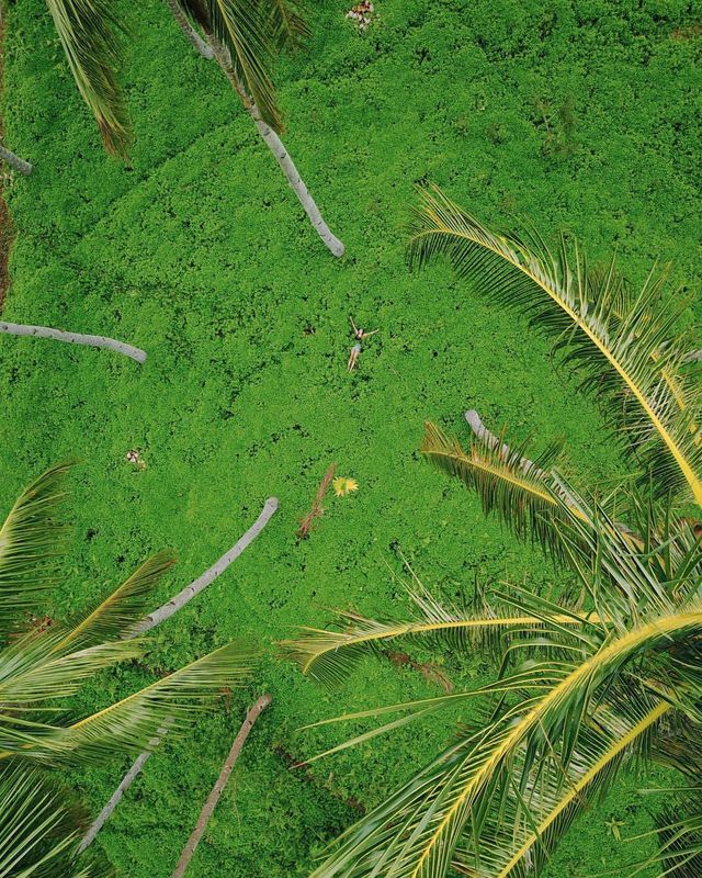 Camiguin's Green Oasis 🌴🌿 Uncovering the Love for My Island Home