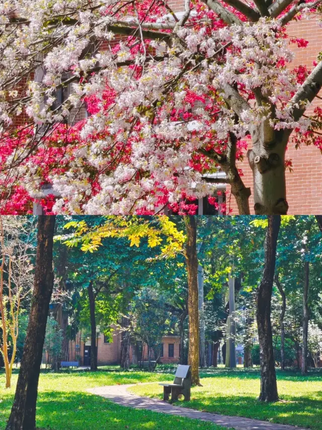 不來會後悔最美校園中山大學我還要再來|