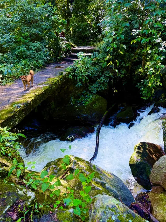 Yunnan Tengchung | Gaoligong Mountain | Traverse the primitive secret realm